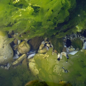 под  вода