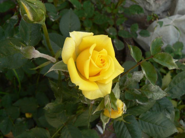 Roza