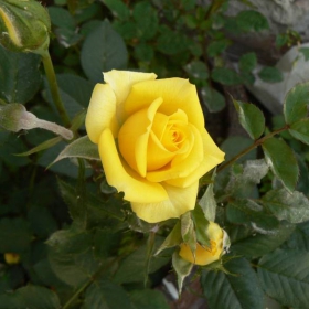 Roza
