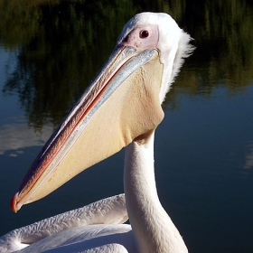 Пеликан (Pelecanus onocrotalus Linnaeus, 1758)