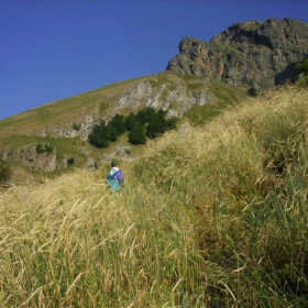 В морето от треви