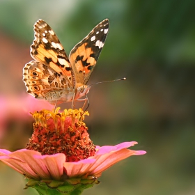 Vanessa cardui