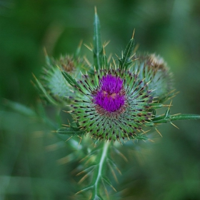 Onopordum acanthium