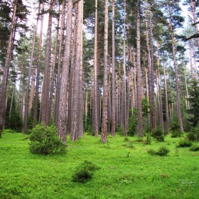 Forest