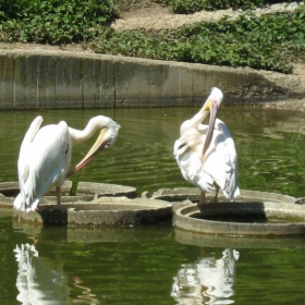 pelikani zoo