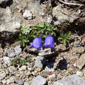 Камбанки в планината