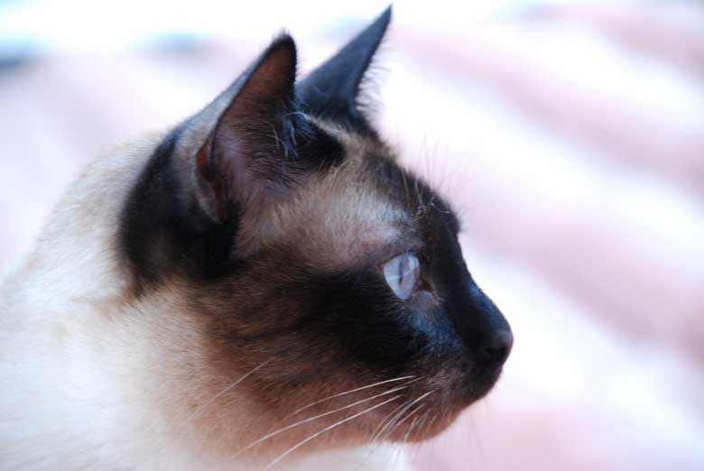 Cheri