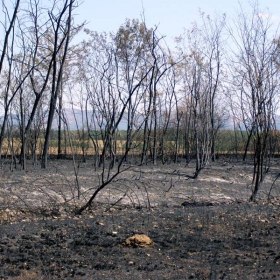 Рани от едно огнено лято