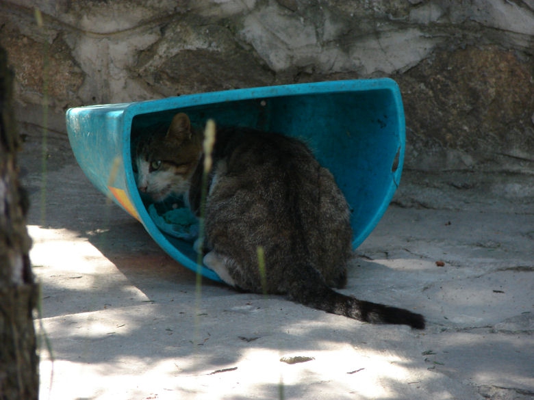  Котка Клошар... :D :D