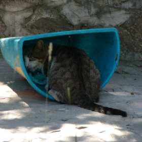  Котка Клошар... :D :D