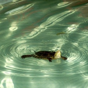 swimming-pool bliss