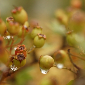 Autumn tear-drops