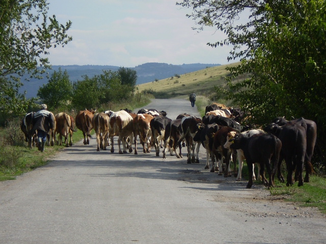 Кравенца
