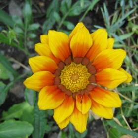 GAZANIA