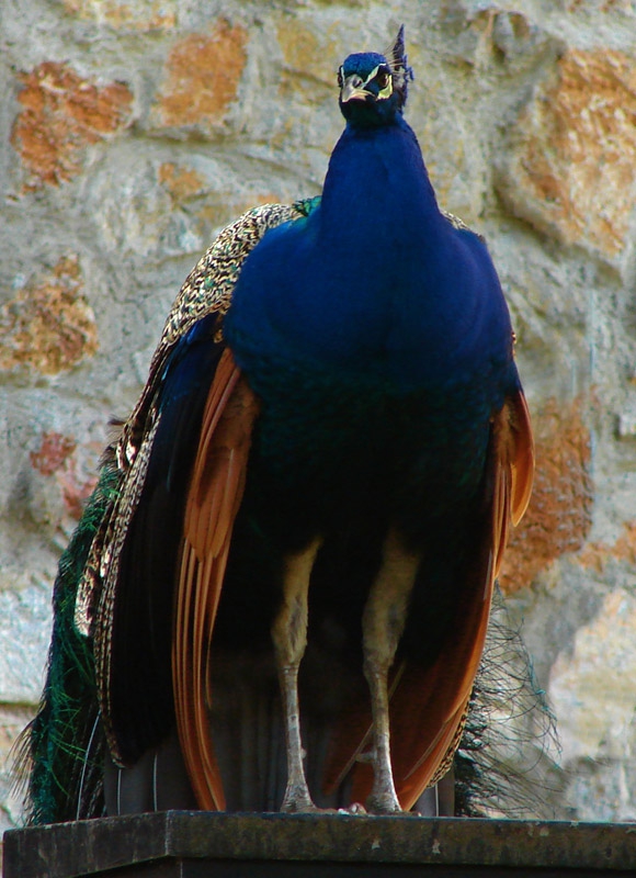 guard