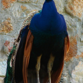guard