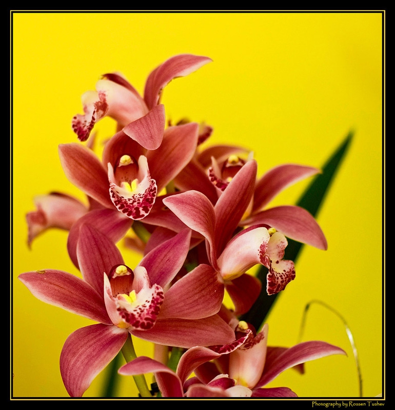 Cimbidium