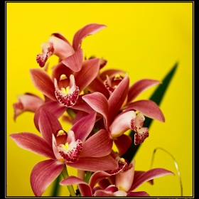 Cimbidium