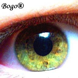 Bogo`s eye