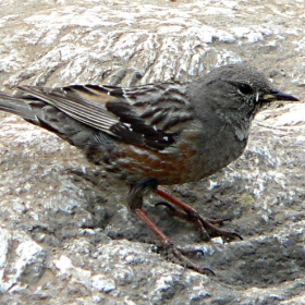 Пъстрогушата завирушка (Prunella collaris)