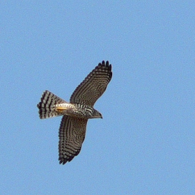 Късопръст ястреб (Accipiter brevipes)