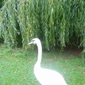 St James' Park - Lebed