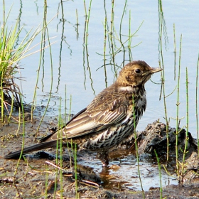 Turdus torquatus