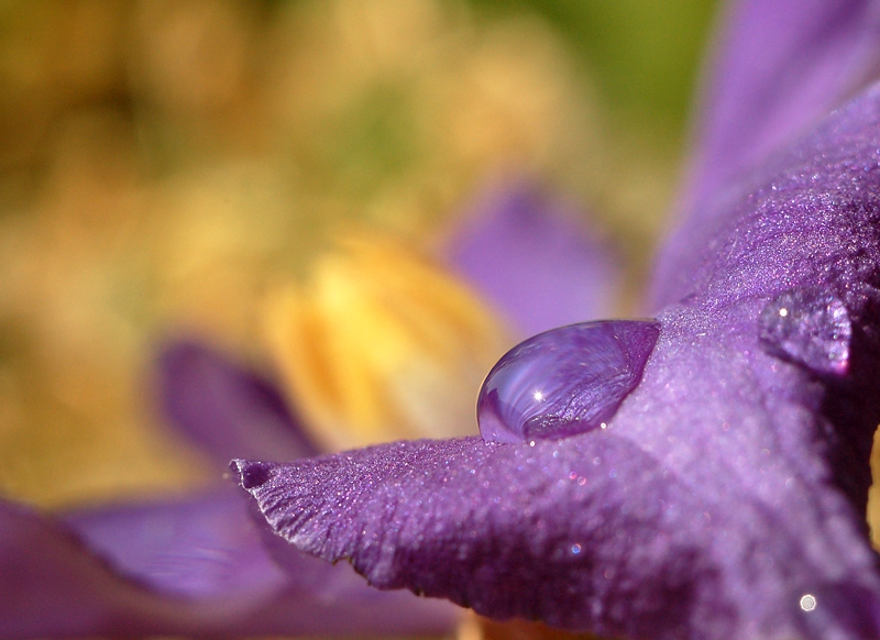 Flower drop