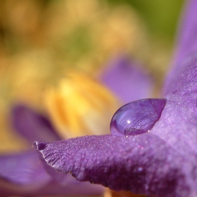 Flower drop
