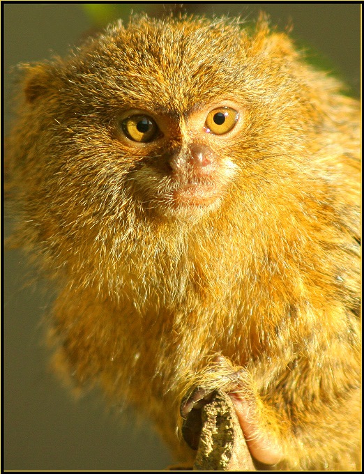 .Monkey life..