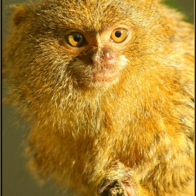 .Monkey life..
