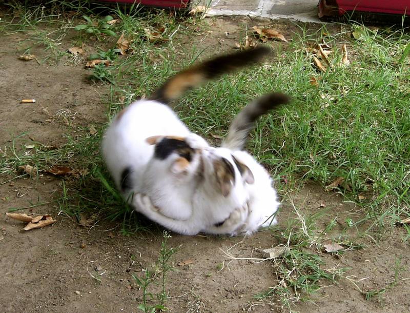Котешка прегръдка