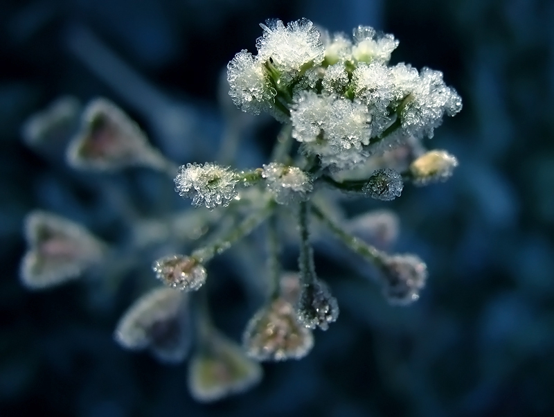 ~*frozen hearts*~