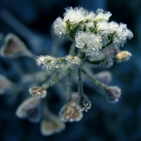 ~*frozen hearts*~