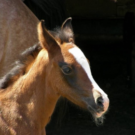 bebe