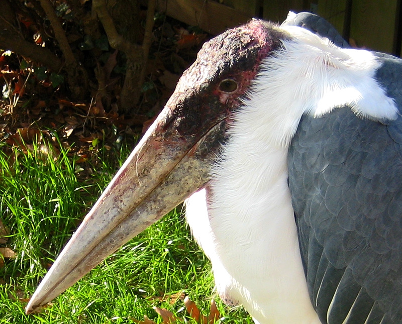 Marabou stork (pogled otblizo)