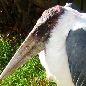 Marabou stork (pogled otblizo)