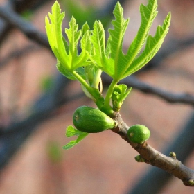 Ficus carica