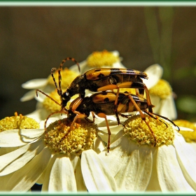 bugsex