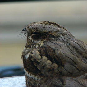 бързолет - kozodoi (Caprimulgus europaeus)