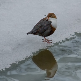 Воден кос