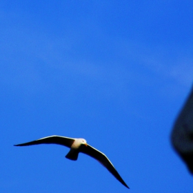 Let It Fly........with Fuji FinePix S5700