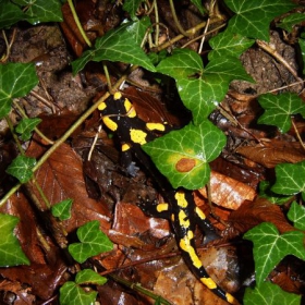 Salamandra salamandra