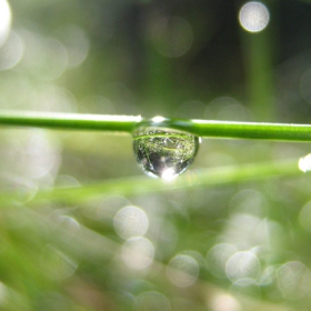 Nature's teardrop