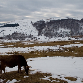 Midwinter Pastorale