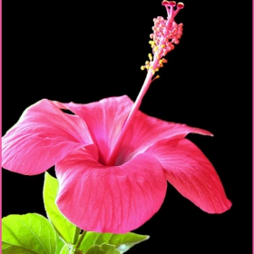  hibiscus