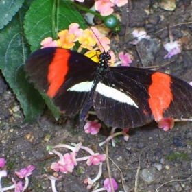 Butterfly Park/Spain