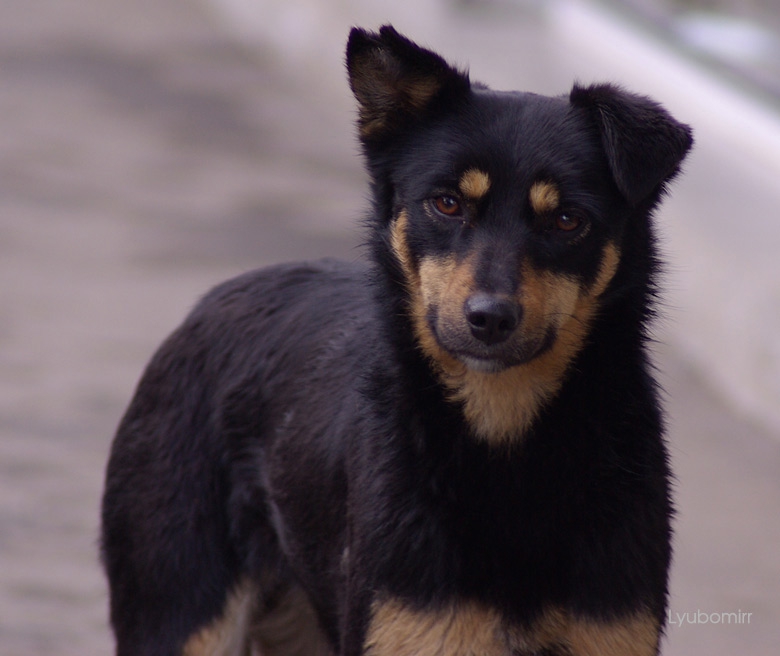 black dog