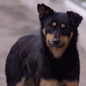 black dog