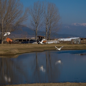 Луди, луди жаби. «1»